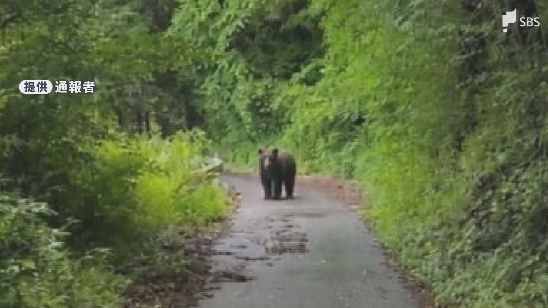 クマ情報】道路を横切るクマ1頭 仕事帰りの会社員目撃 体長約1メートル