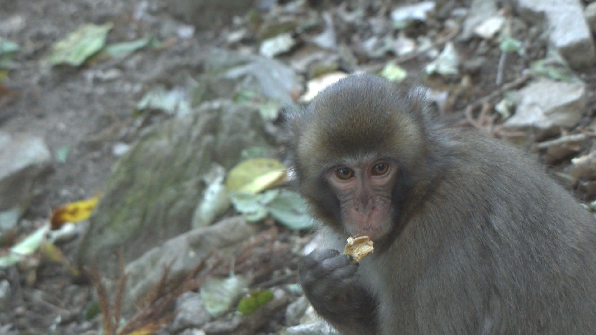 高崎山のサル個体数922匹 過去最少 理由はエサ場に下りてこないC群か