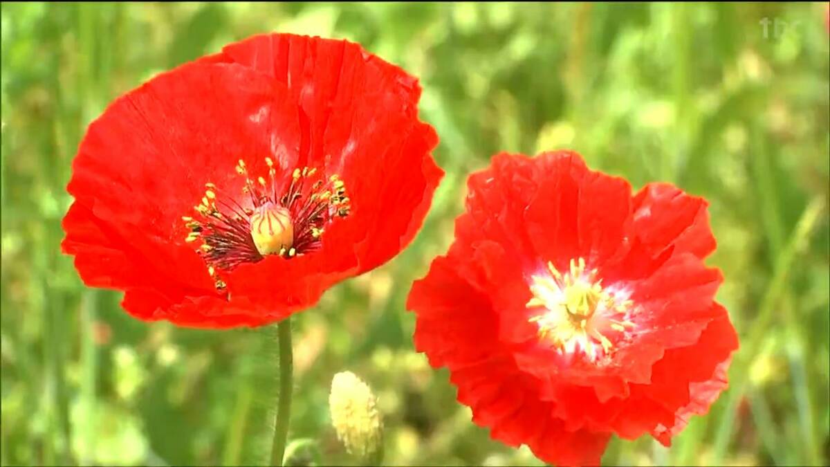 赤やピンク、青や白」ポピーとヤグルマギクが見頃 国営みちのく杜の