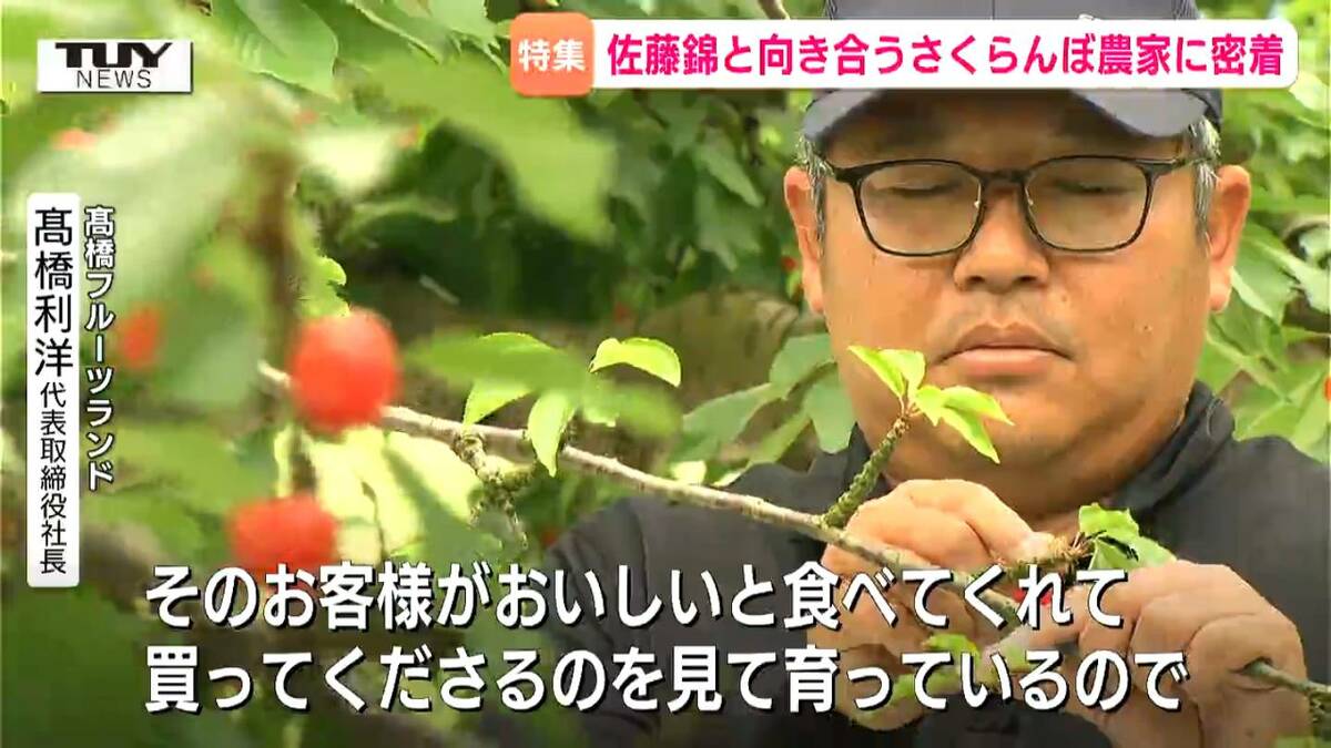 県の誇り『佐藤錦』をこれからも作り続けるために “神経質な子たち”に
