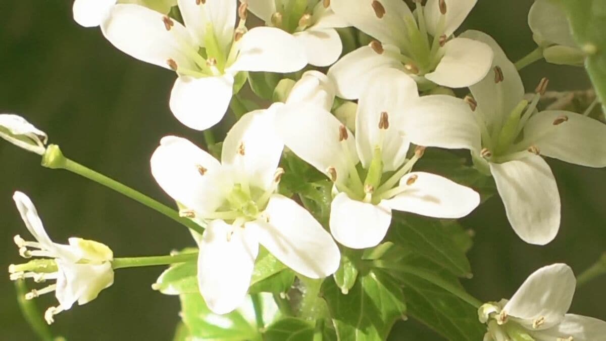 春の訪れを告げる…安曇野でワサビの可憐な白い花が見ごろ…北アルプスの