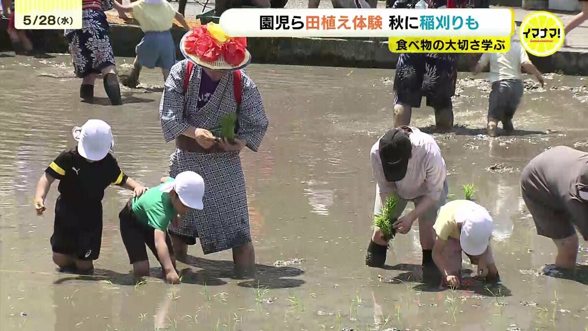 園児たちが住宅地で田植え「足元がうまっている！」泥んこ体験から学ぶ