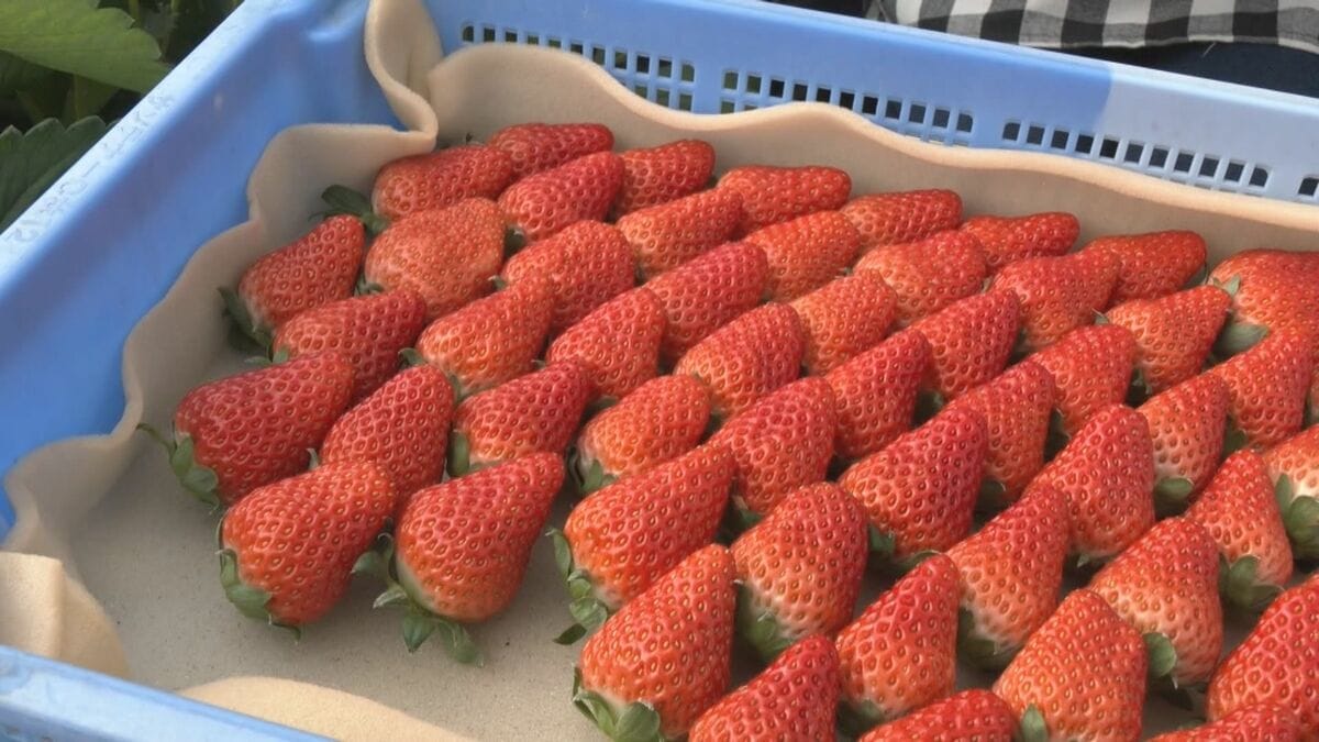 ｢糖度が増しておいしいイチゴがとれている｣ クリスマスケーキにも使われるイチゴの収穫が最盛期 去年より早く気温が下がり生育順調 愛知･安城市