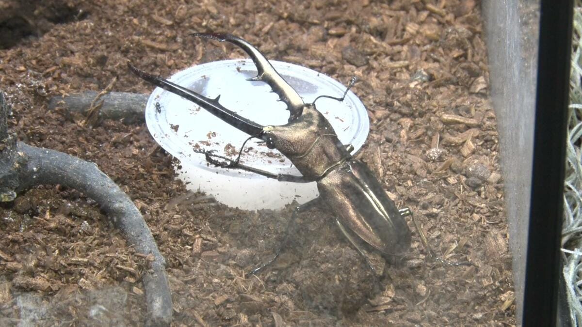 メタリフェルホソアカクワガタを展示　熱帯ドリームセンターで「ふしぎな植物と昆虫展」