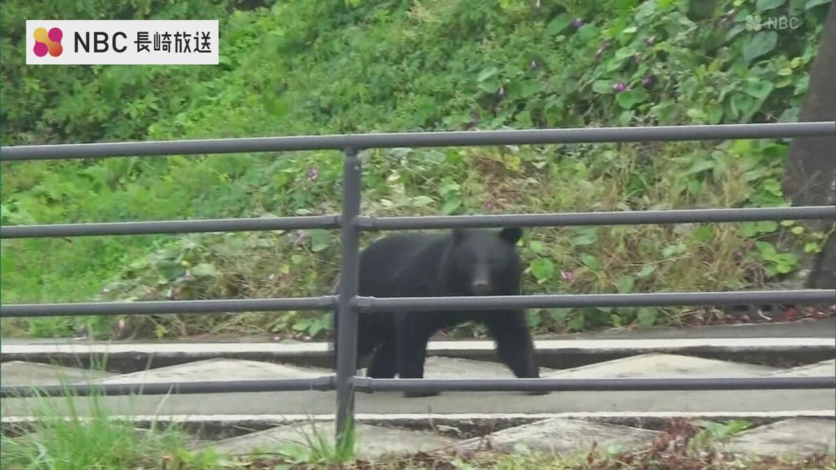 九州 熊 絶滅 影響