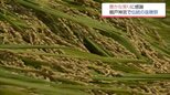 豊かな実りに感謝　日南市の鵜戸神宮で抜穂祭|TBS NEWS DIG