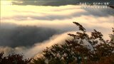 『滝のごとく流れ落ち…』黄金色に輝く神秘の絶景 枝折峠の滝雲 新潟県魚沼市|TBS NEWS DIG
