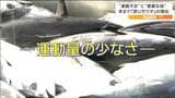 ナゼ、夏なのに秋の『戻りガツオ』並みの脂の乗り そのワケはカツオの運動不足? |TBS NEWS DIG