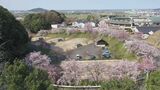 国内最大級「シダレザクラ」群生　満開に　鳥取県・倉吉市　|　BSSニュース | BSS山陰放送