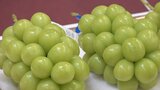 「粒張りが非常に良い」シャインマスカットの品評会　あす東京の大田市場で競り|TBS NEWS DIG