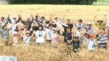 黄金色の畑で「もち姫」を刈り取り 岩手・紫波町で親子が育てた小麦収穫 もちもち食感のワッフルに舌鼓も |TBS NEWS DIG