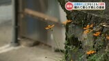 【高齢者の孤立死】防ぐには? 高齢化・過疎化が進む坂本町の「限界集落」身元不明の遺体 いまだ近くに住む80代の女性と連絡取れず 熊本 | 熊本のニュース|RKK NEWS|RKK熊本放送