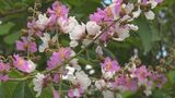 オオバナサルスベリの花が地域を彩る うるま市|TBS NEWS DIG