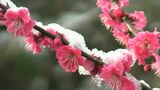 「ピンクの花びらを白い雪が彩る」岡山県北部はけさも季節外れの雪　雪景色のなか津山市の梅園で梅が見ごろに【岡山】　|　岡山・香川のニュース | 天気 | RSK山陽放送
