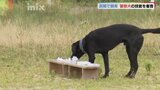 「頼りになる相棒」嘱託警察犬の技能審査会|TBS NEWS DIG