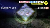 全滅… 深刻なシカによる被害　土砂災害の被災地「復興の酒」もピンチ　耕作放棄地対策の切り札とは|TBS NEWS DIG