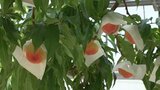「換気と散水を」緊急で高温対策 ハウス栽培の農家にJAが呼びかけ | 山梨のニュース | UTYテレビ山梨