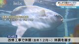 X投稿に“4.8万いいね” 休館中の水族館でさみしがり屋のマンボウが食欲不振に…その回復方法とは? 山口県下関市|TBS NEWS DIG