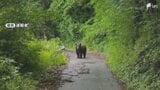 【クマ情報】道路を横切るクマ1頭 仕事帰りの会社員目撃 体長約1メートル 猟友会などが警戒＝静岡・小山町　|　静岡のニュース | SBSNEWS | 静岡放送