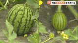 「収穫でいうと1週間くらいずれが起きる」特産・大栄西瓜が一部生育が遅れ…5月下旬の気温が影響か　|　BSSニュース | BSS山陰放送