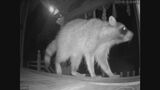 深夜の神社、野生のアライグマが見つめる先に…手指消毒用アルコール　|　BSSニュース | BSS山陰放送
