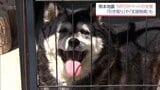 熊本地震で被災して一緒に暮らせない・・・　宮崎県のNPOがペットの支援　「引き取り」や「支援物資」も　|　MRTニュース ｜ ＭＲＴ宮崎放送