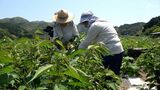 特産の「桜葉」収穫作業ピークに　今年もすごく甘みがあっておいしい！＝静岡・松崎町　|　静岡のニュース | SBSNEWS | 静岡放送