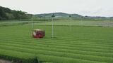 鹿児島が初めて全国トップに 2024年荒茶の生産量公表 二番茶以降で巻き返し | 鹿児島のニュース|MBC NEWS|南日本放送