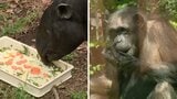 「敬老の日」49歳のチンパンジー「サクラ」にシャインマスカット 34歳のマレーバク「ユメコ」にはおからやリンゴのプレゼント | 福岡のニュース|RKB NEWS|RKB毎日放送