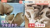 【毒キノコに注意】AI判定を信じて食中毒も 自己判断での採取は危険と自治体呼びかけ|TBS NEWS DIG