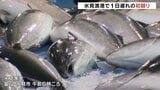 被災地の氷見漁港で寒ブリ大漁1800本 市場陥没で1日遅れの初競り 富山・氷見市 | 富山のニュース|天気・防災|チューリップテレビ