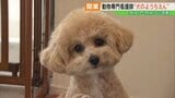 吠え、咬みなど改善「犬のようちえん」オープン　動物看護士がトレーニング　福島|TBS NEWS DIG