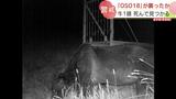 また乳牛が死ぬ…「OSO18」に襲われたか 今月に入って6頭目の犠牲 北海道標茶町 | 北海道のニュース|HBC北海道放送