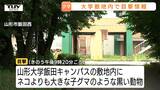 山形大学飯田キャンパス敷地内に「黒い動物」出没 体長50センチメートルほどの子グマか その後、目撃や被害は確認されず | 山形のニュース│TUYテレビユー山形