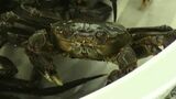 高級食材 上海ガニの仲間「モクズガニ」 捕獲解禁にあわせ約100匹を吉井川漁協が放流【岡山】|TBS NEWS DIG