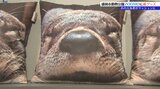 盛岡市動物公園ZOOMOの人気者、カワウソのカエデの新グッズ30日から発売|TBS NEWS DIG