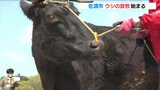 「のびのび過ごせるように…」市営牧場でウシの放牧はじまる　新潟県佐渡市|TBS NEWS DIG