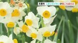 山頂に“可愛らしい白い花”　45万株の二ホンスイセンが見ごろ　熊本県天草市　|　熊本のニュース｜RKK NEWS｜RKK熊本放送