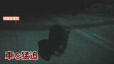 【ドラレコ映像】クマとあわや正面衝突…近くのユズ畑でも目撃、生産者は厳戒態勢で収穫急ぐ 富山・砺波|TBS NEWS DIG