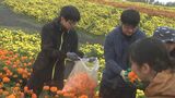 廃棄されるマリーゴールドの花で羊毛に染色 学生が「花殻摘み」 | 大分のニュース|OBS NEWS|大分放送