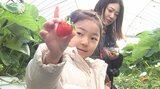 イチゴ狩りシーズン到来 さがほのかやスターナイト収穫 ベリーツのパフェも人気 大分 | 大分のニュース|OBS NEWS|大分放送
