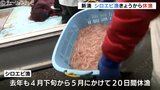 3.9トンの爆獲れがたった1キロ… ”富山湾の宝石”ことしも不漁か 漁獲量右肩下がりで早くも休漁に 富山 | 富山のニュース|天気・防災|チューリップテレビ