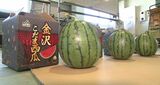 皮のギリギリまで果肉が詰まった「金沢こだま西瓜」今季初出荷|TBS NEWS DIG