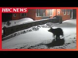 住宅の玄関前にヒグマが…防犯カメラが捉えた未明の道を飛び跳ねるように走る姿 冬眠しないクマか…地元はパトロールを強化 北海道小平町 | 北海道のニュース|HBC北海道放送