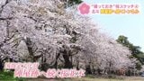 【撮っておきの桜④】圧巻！800mにわたる約300本の桜のトンネル…HBCカメラマンスケッチ　第4回　北斗市・陣屋跡の桜並木|TBS NEWS DIG