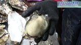 地元の海の恵み~中学生がカキの収穫に挑戦 漁港で殻むきも 岩手・陸前高田市|TBS NEWS DIG