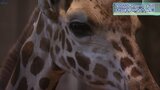 横浜から来ました~オスのキリン「カナト」 盛岡市動物公園ZOOMOで一般公開始まる 育ち盛りの2歳|TBS NEWS DIG