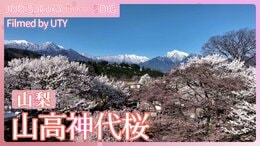 樹齢約2000年の神代桜【JNN sakuraドローンDIG 2025】|TBS NEWS DIG