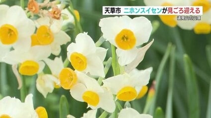 山頂に“可愛らしい白い花” 45万株の二ホンスイセンが見ごろ 熊本県天草