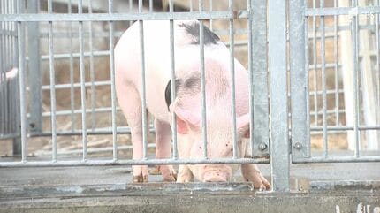 高砂部屋直伝！富士宮の食材がふんだんに味わえる「ちゃんこ」希少な豚